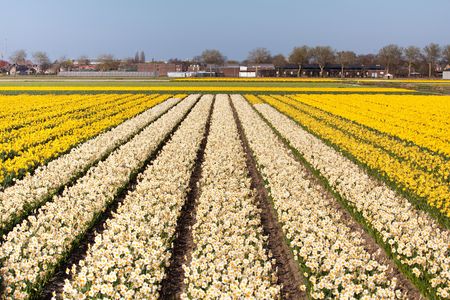 Field of white and yellow flowers - Narcis. Dutch flower industry. The Netherlandsの写真素材
