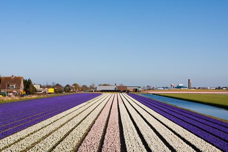 Field of violet and white flowers - Hyacint. Dutch flower industry. The Netherlandsの写真素材