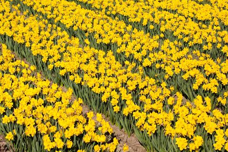 Field of yellow flowers - Narcissus. Dutch flower industry. The Netherlandsの写真素材