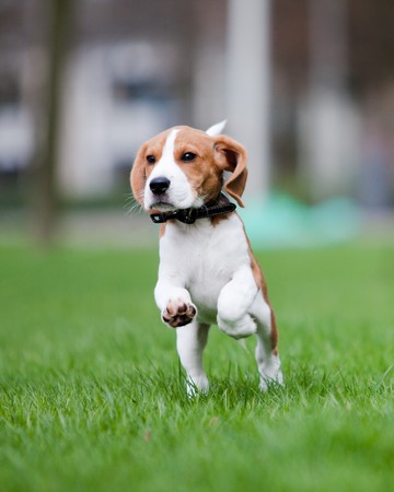 Young beagle puppy running and jumpingの写真素材