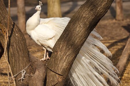 White peafowl sitting on the treeの写真素材