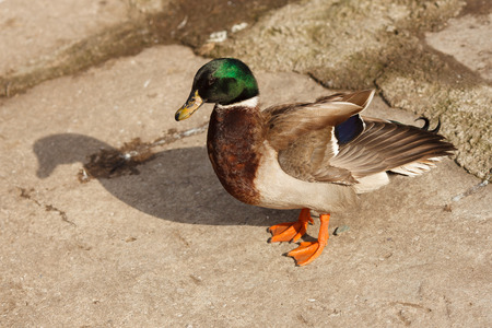Male mallard on the groundの写真素材