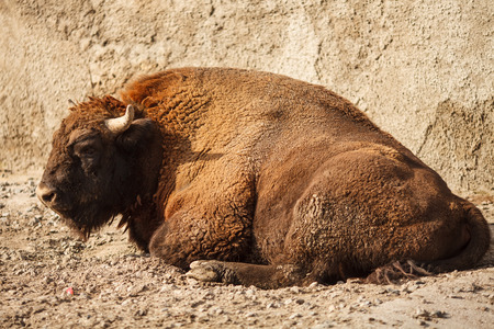The bison sleeping in the sunの写真素材