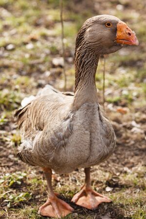 The brown goose on the groundの写真素材