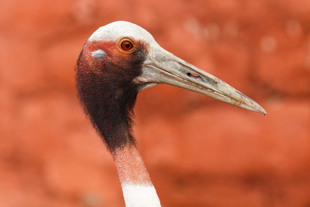 Close-up of the bird with the long billの写真素材