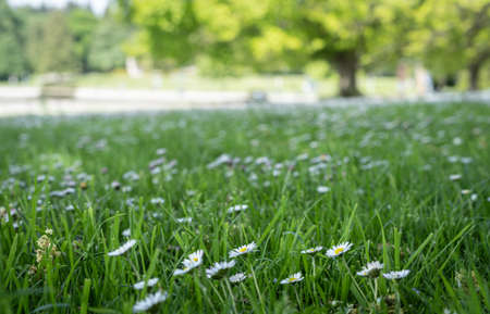 Out of focus shot of daisies spread among the green grass, shot in Stanley Park, Vancouver, British Columbia, Canadaの写真素材