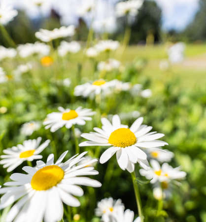 Daisies flowers closeup, square format shot in Princes Island Park, Calgary, Alberta, Canada