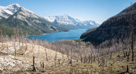 Wildfires affected alpine landscape with burned trees, shot in Waterton National Park, Alberta, Canadaの写真素材
