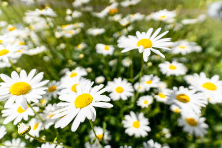 Daisies flowers closeup, wide shot made in Princes Island Park, Calgary, Alberta, Canadaの写真素材