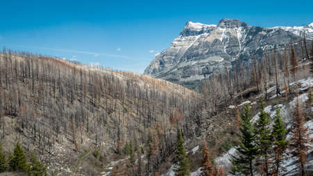 Wildfires affected alpine landscape with burned trees, shot in Waterton National Park, Alberta, Canadaの写真素材