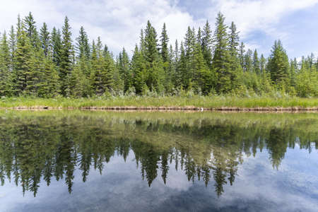 Nature scenery with lush green coniferous forest mirroring in water surface in front of it, shot in Griffith Woods, Calgary, Alberta, Canadaの写真素材