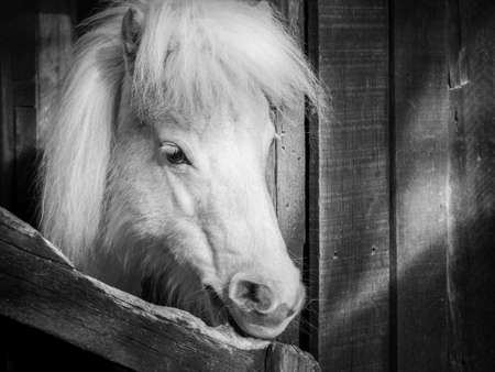 Black and white head shot of white pony posing in front of shed, taken in New Zealandの写真素材