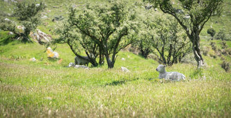 Sheep on the green pasture, shot made in Wanaka, New Zealandの写真素材
