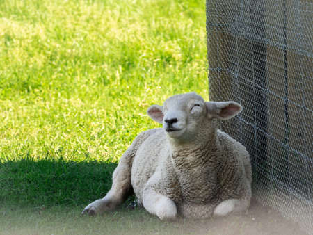 Young sheep lamb lying in shade, relaxing during sunny summer day, shot made in New Zealandの写真素材