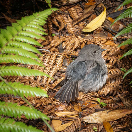 Native bird Stewart Island Robin nesting on the ground. Shot made on Ulva Island, Stewart Island Rakiura area, New Zealandの写真素材