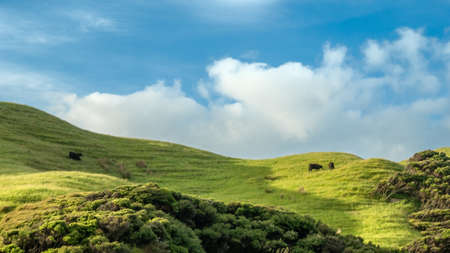 Green rolling hills scenery with grazing cows and blue sky. Shot on Wharariki Beach, New Zealandの写真素材