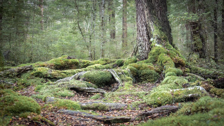 Moody ancient woodland photo with mossy roots and old trees, shot in New Zealandの写真素材