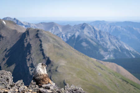 Curious marmot enjoying the view on top of the mountain in Canadian Rockies, Canadaの写真素材
