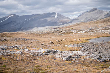 Flock of bighorn sheep grazing a grass under big mountains, Jasper N.Park, Canadaの写真素材