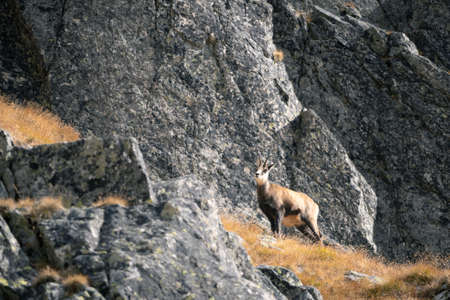 Alpine chamois standing amongst the rocks in its natural habitat during fall, Slovakia, Europeの写真素材