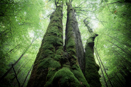 Big ancient tree towering in the green forest, Slovakia, Europe