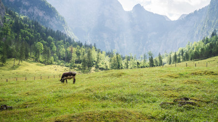 Single cow grazing grass on beautiful alpine meadow surrounded by mountains, Berchtesgaden, Germanyの写真素材