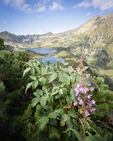 Beautiful alpine valley with mountain peaks,lakes,and foreground wildflowers,vertical Poland,Europeの写真素材