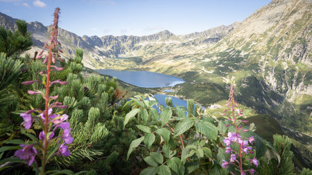 Beautiful alpine valley with mountain peaks, lakes, and foreground wildflowers. Poland, Europeの写真素材