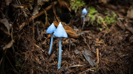 Three fairytale like blue mushrooms on the forest ground detail shot, New Zealandの写真素材