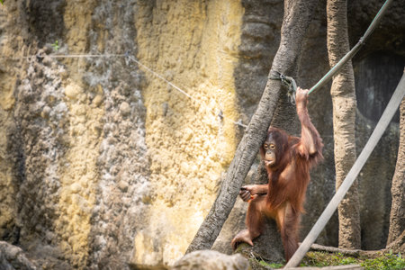 Sad young orangutan in zoo wandering amongst the trees, Taipei, Taiwan.