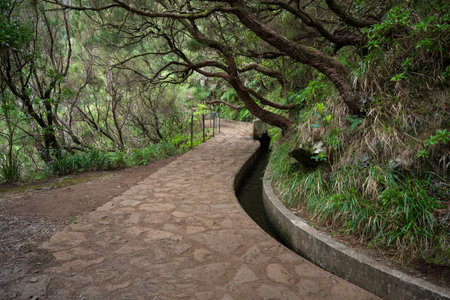 Curving hiking path next to Levada leading through forest with crooked trees, Madeira, Portugalの写真素材
