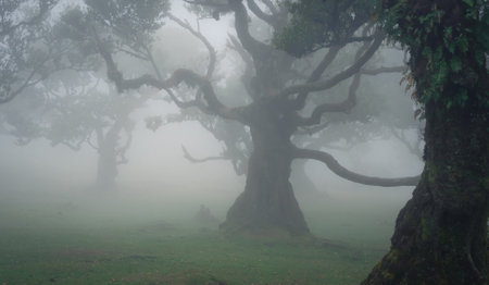 Mystical forest scene with crooked trees shrouded in mist, Madeira, Portugalの写真素材