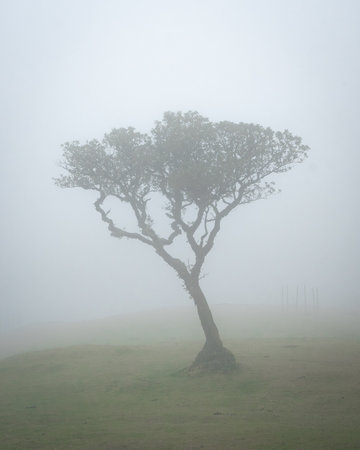 Vertical shot of solitary tree in a foggy landscapeの写真素材