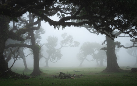 Mystical foggy forest with old crooked trees shrouded in mist, Madeira, Portugalの写真素材