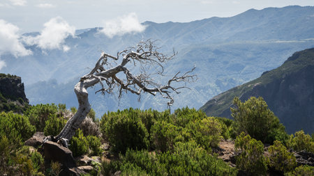 White crooked burnt tree standing alone in mountainous landscape, Madeira, Portugalの写真素材