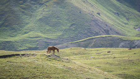 Solitary horse without saddle walking green meadow on a sunny day, Pamir mountains, Kyrgyzstan
