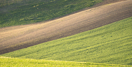 Deer grazing on green rolling fields of agricultural land, Moravia, Czechia