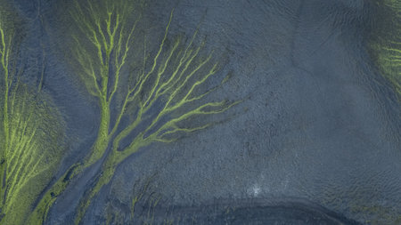 Aerial shot of lichen structures on the black sand creating tree like patterns, Highlands, Icelandの写真素材