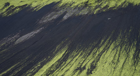 Two white sheep crossing the side of a mountain covered by black sand and lichen, Highlands Iceland