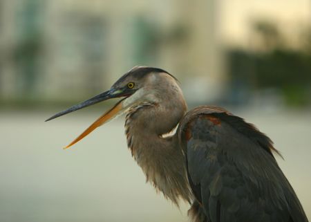 grey speaking heronの写真素材