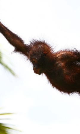 jumping orangutanの写真素材