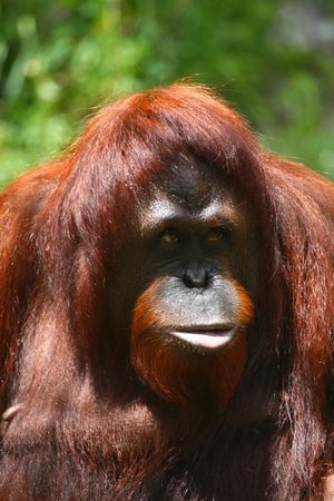 orangutan