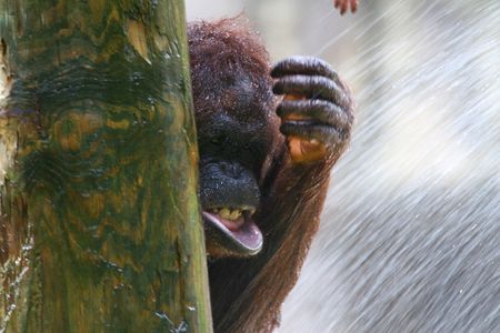 orangutanの写真素材