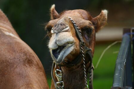 camelの写真素材