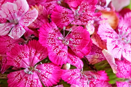 Flower, Flowersの写真素材