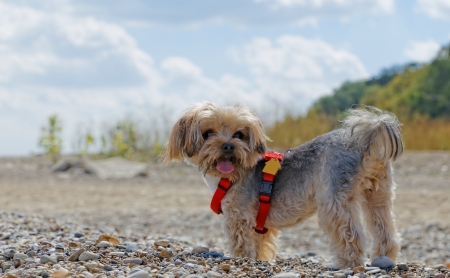 York dog on the stone beachの写真素材