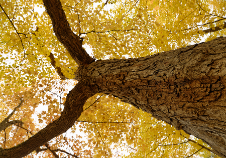 Autumn in the forest