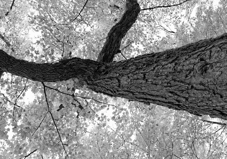Autumn in black and white