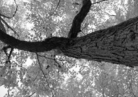 Autumn in black and white