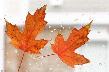 Autumn leafの写真素材